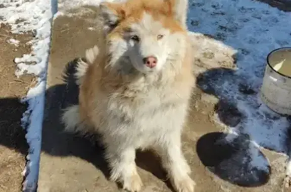 Собака найдена на 5 Улан-Удэ.