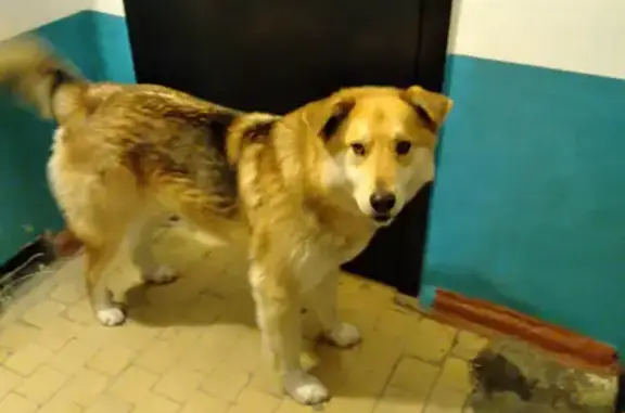 Найдена собака на улице Энтузиастов, Качканар