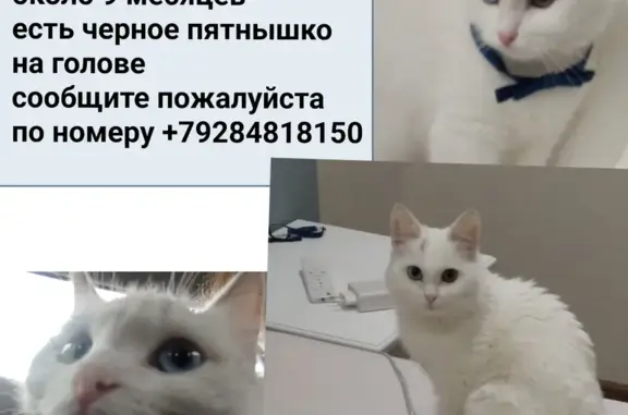 Пропала кошка на Московском шоссе, Владикавказ