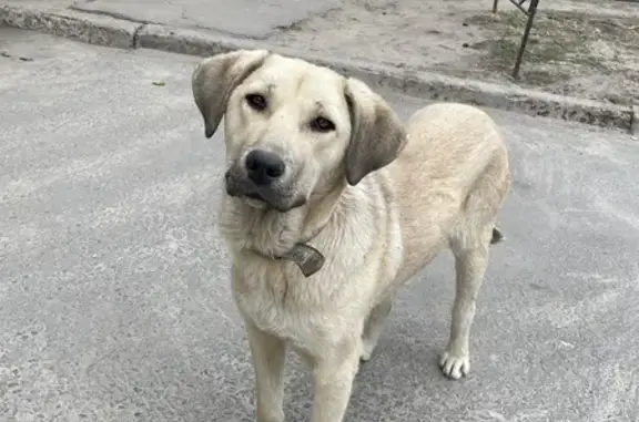 Собака найдена на ул. Антонова-Овсеенко, 23А (Воронеж)