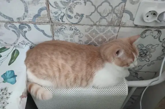 Кошки потеряшки, Ижевск, фото: Потеряшка кот Лукас/Кабан, бело-рыжего окраса, Родниковая улица 62, Ижевск