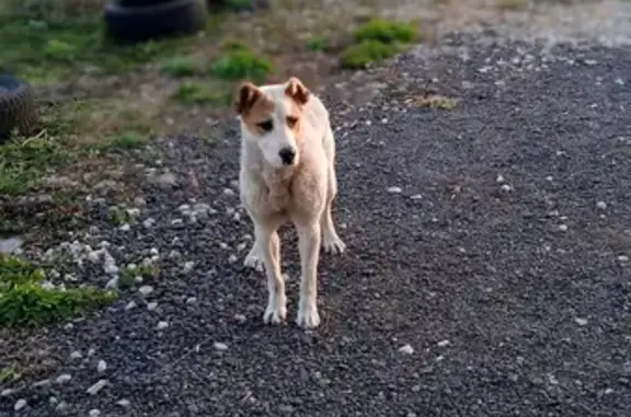 Найден щенок-алабай на Пионерской, ищет дом