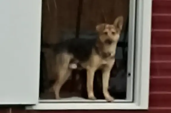 Пропала собака на Черняховского, 42, Новосибирск