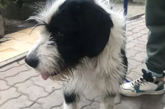 Найденные животные Ростов-на-Дону, фото: Найден пес в Первомайском районе, ищем хозяев.