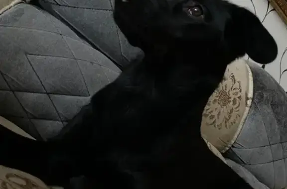 Пропала собака Джэсси в Камышловском сельском поселении, Омская область