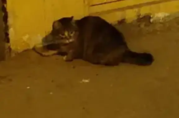 Найдена кошка на ул. Чернышевского, 106 в Красноярске