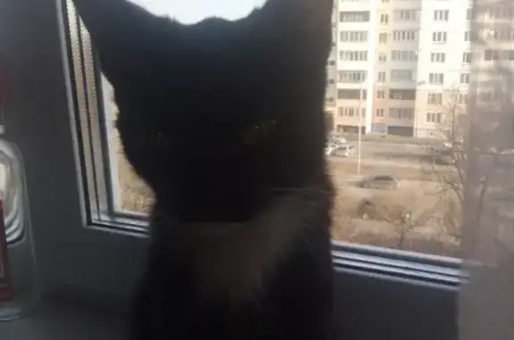 Найдена кошка на Омской улице, ищут хозяев.