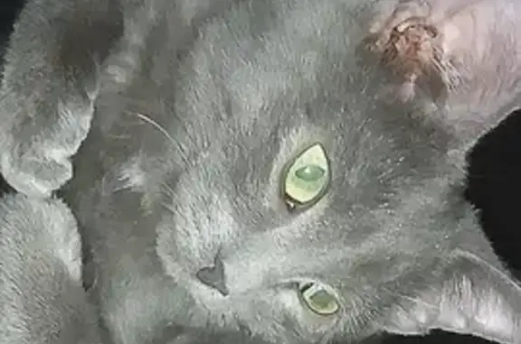 Пропала кошка Серый на ул. Мира, 13А в Чернушке