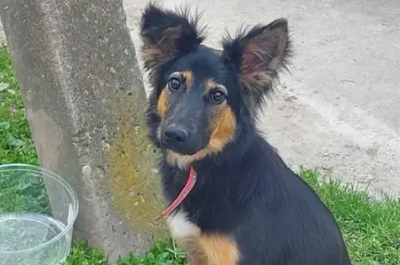 Найдена собака возле Шишкина 15, Краснодар