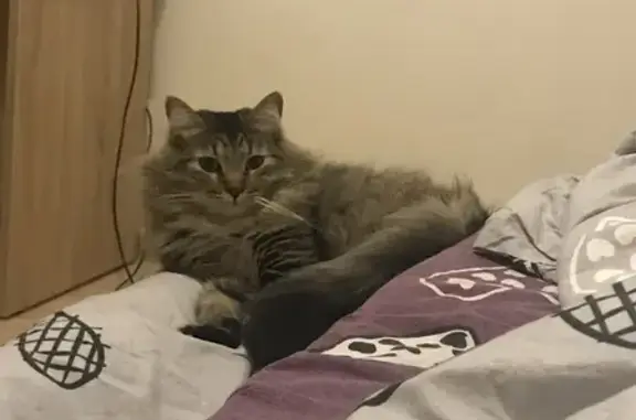 Кошки потеряшки, Санкт-Петербург, фото: Потеряшка кошка Мальчик Степа в Санкт-Петербурге, Крапивный переулок, 15