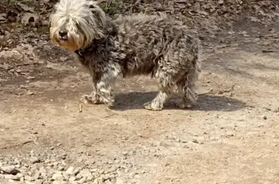 Найдена собака Мальчик с ошейником в Московской области