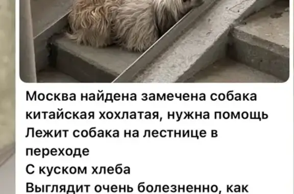 Найдена Китайская хохлатая собака в Москве