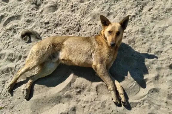 Пропал рыжий пёс Джек в Курчатове, Курская область