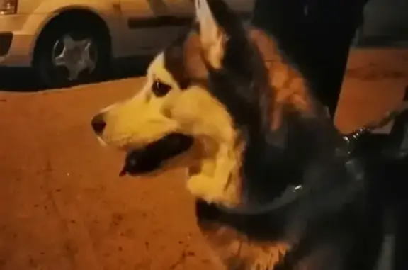 Найдена собака на Зелёной улице, Балашиха