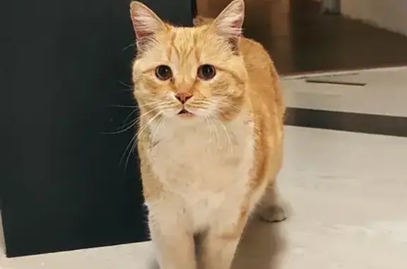 Найден домашний рыжий кот на Солнечной улице, 28