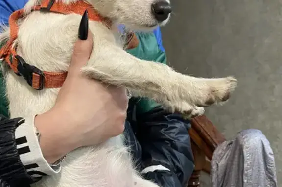 Найдена белая собака с рыжим пятном на глазу на улице Щорса