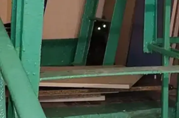 Испуганная кошка найдена на Элеваторной, 4
