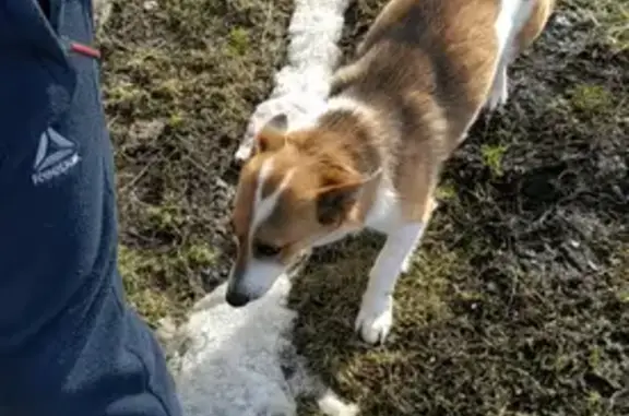 Пропала собака Люся в Лужки-2, Орловская область