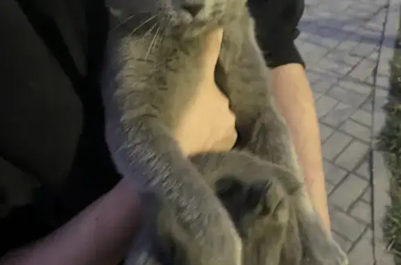Найдена Русская голубая кошка на Туристской, 22 литБ