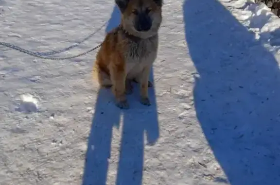 Пропала собака в Алапаевске на ул. Строителей