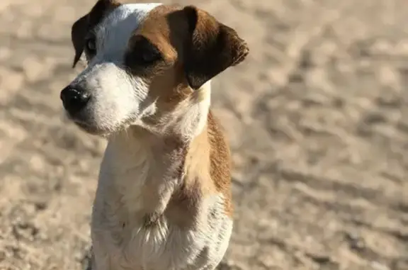 Пропала собака в Каменке, Симферополь