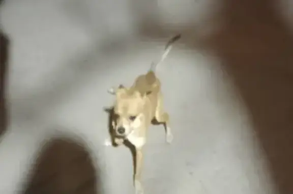 Срочно найдена собака на Марченко 21 в Челябинске