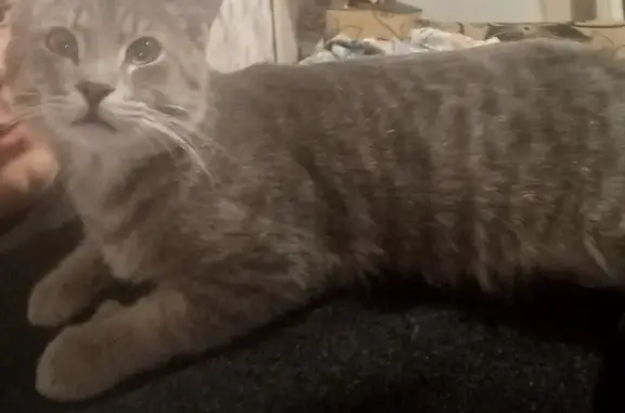 Кошки потеряшки, Киров, фото: Потеряшка кошка серого цвета возле площади 20 партсъезда, Киров