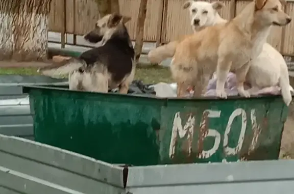 Найдены собаки на улице Ставропольской, Батайск