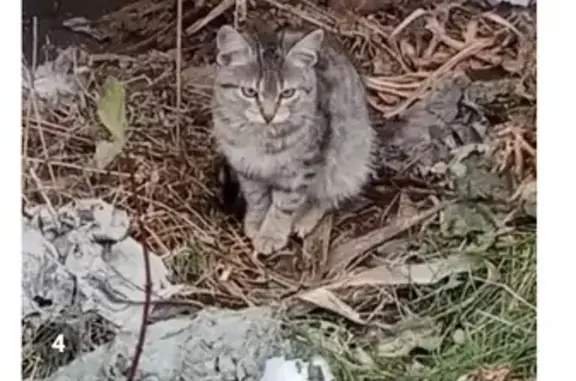 Молодой полосатый котик ждет хозяина в Сердобске, Пензенская область