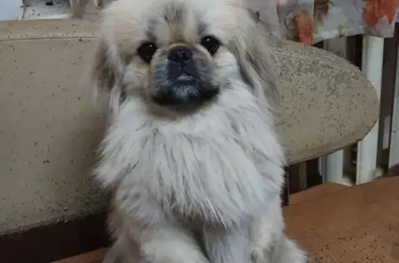 Пропала собака Пекинес в Смоленском поселении