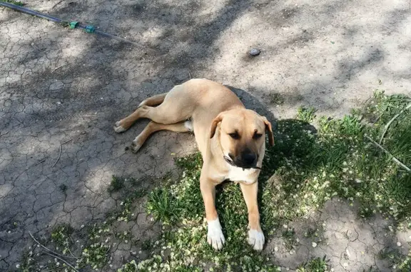 Потерянная собака на Моздокской, 65 в Астрахани
