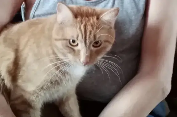 Кошки потеряшки, Тольятти, фото: Потеряшка кот Мурзик, ул. Автостроителей, 21, Тольятти