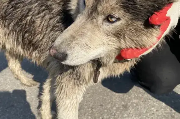 Собака найдена на Московском шоссе, 352К, Нижний Новгород