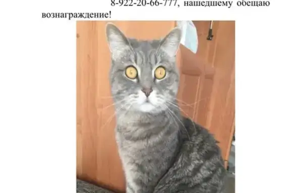 Пропала кошка Мальчик в Екатеринбурге