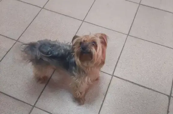 Собака Кабель найдена в Саратове