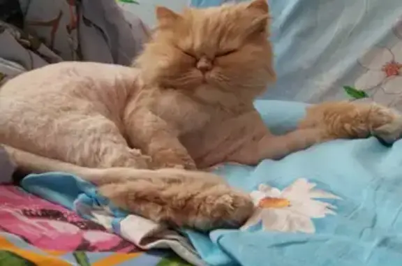 Пропала персиковая кошка в Туймазах на улице Ситдикова
