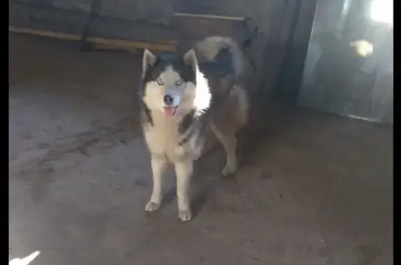 Пропала собака Алекс, бело-серого окраса в Абакане