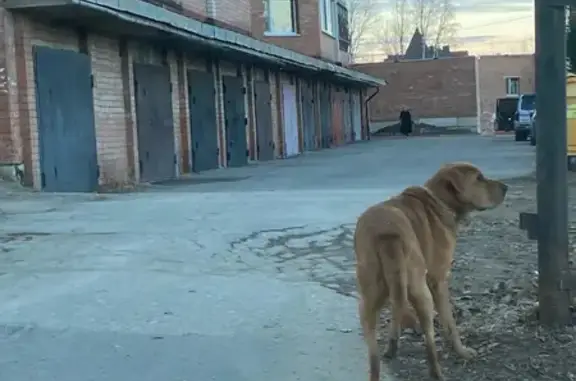 Найдена собака на ул. Микушева, ищет хозяина!