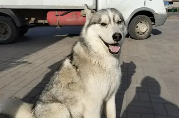 Собака хаски найдена на Началовском шоссе, 18
