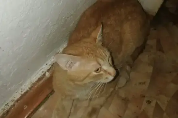 Найден рыжий кот возле ул. Тургенева, 29
