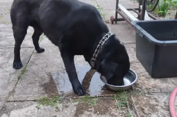 Собака Лабрадор найдена на ул. Гагарина в Керчи.