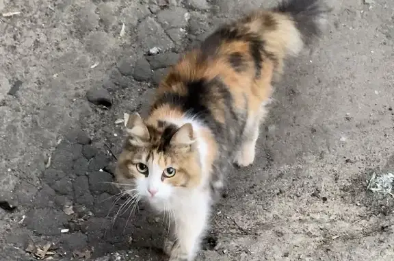 Найдена кошка на улице Надежды Сусловой