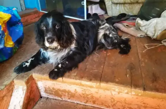 Собака найдена в Опеченском сельском поселении, ищем хозяина (37 символов)