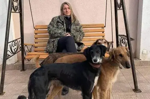 Пропала собака на Осенней улице, Волгоград