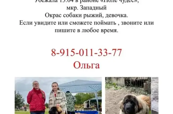 Пропала рыжая собака в Домодедово на площади 30-летия Победы (30 символов).