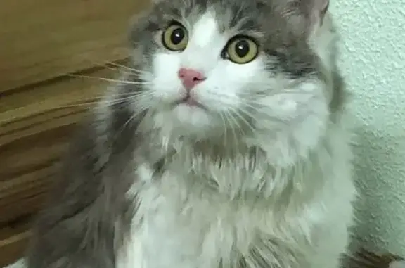 Найдена кошка на улице Симонова, 16 в Казани.