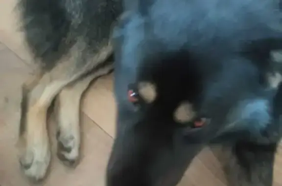 Собака потеряшка с адресом в Московской области