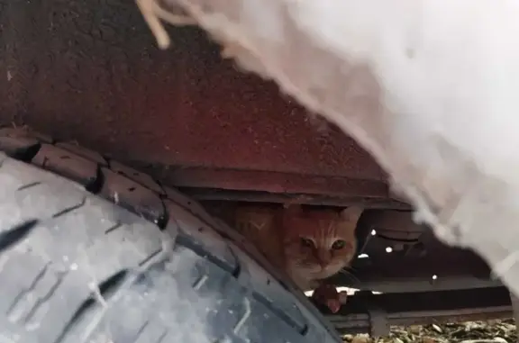 Кошка под машиной на ул. Маршала Жукова, 28 в Тольятти
