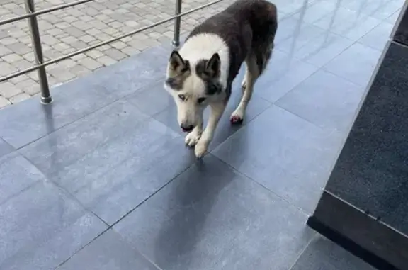 Собака найдена на Бородинской улице, Краснодар
