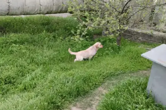 Найден молодой лабрадор на ул. Москатова, Таганрог